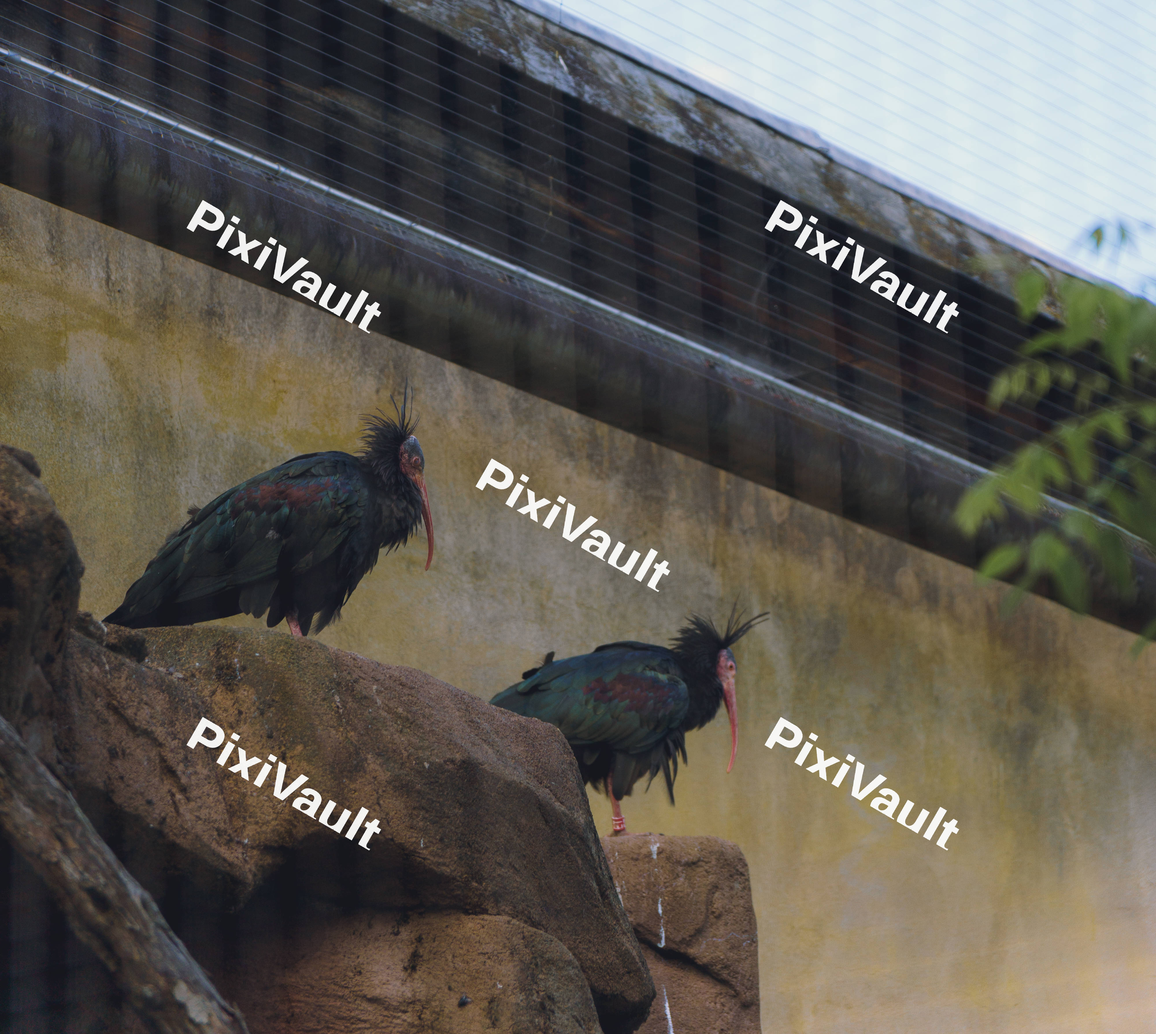 2 Northern Bald Ibis